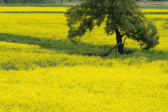 【北信濃の春】穴場と言うにはあまりに広大すぎる！ 千曲川の河川敷を埋め尽くす菜の花の「黄色い海」 長野県飯山市・2022の画像005