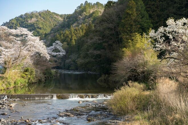 【渓流釣り】 ゾーニングで快適なフィールド 「寒狭川で花見気分のフライフィッシング！」 愛知県新城市 2025年の画像003
