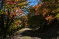 【3年連続】「全国No.1の紅葉スポット」鮮やかに染まる“もみじ湖”と“もみじのトンネル”《長野県・箕輪町》2022年の画像011