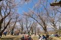 桜の回廊をいくお花見ハイキング！  光城山   長野県【拝啓絶景】の画像004