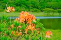 “百名山” 赤城山で自然に包まれてリフレッシュ！ 覚満淵の「レンゲツツジ」と赤城神社でパワーを充電するハイキング 【群馬県】2023年