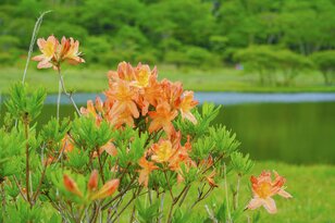 “百名山” 赤城山で自然に包まれてリフレッシュ！ 覚満淵の「レンゲツツジ」と赤城神社でパワーを充電するハイキング 【群馬県】2023年