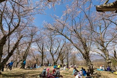 桜の回廊をいくお花見ハイキング！ 光城山 長野県【拝啓絶景】｜登山