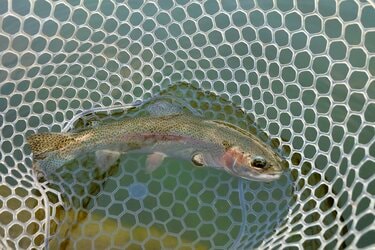 噂の爆売れ ダイソー釣り具 でいざ釣り場へ ロッド リール1000円 の実力検証 アクティビティ レポート Bravo Mountain