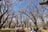 桜の回廊をいくお花見ハイキング！  光城山   長野県【拝啓絶景】の画像004