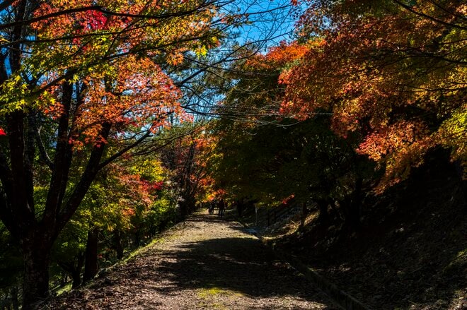 【3年連続】「全国No.1の紅葉スポット」鮮やかに染まる“もみじ湖”と“もみじのトンネル”《長野県・箕輪町》2022年の画像011
