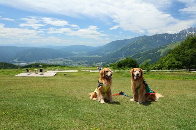 白馬きっての観光スポット『白馬岩岳マウンテンリゾート』 非日常空間で楽しむ「巨大ブランコに絶景ヨガ、山の音楽会に夏限定グルメ、ワンちゃんの避暑地にも」の画像005