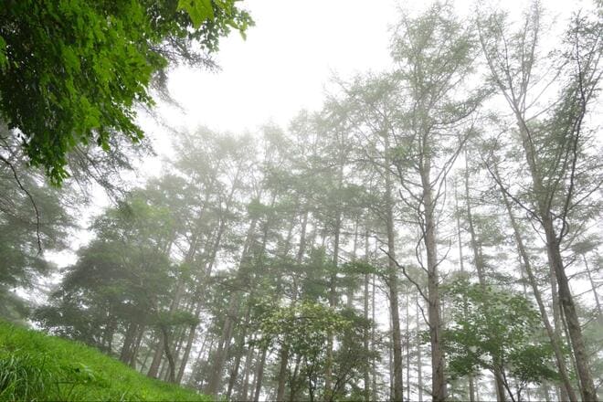 猛暑に行きたい避暑登山「小楢山」 標高1,526mの登山口から、爽快な高地山行！  暑さに根負け？  弱気なシニア女性のため計画＆実行！  結果とはの画像004