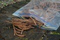 秋は “ナチュラル着火剤” 収穫のシーズン「焚き火に不可欠な自然の恵み」をガンガン拾える！【焚き火の話vol.11】の画像006
