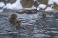世界で唯一のスポット！「温泉に浸かる野生の猿たちのほっこり入浴シーン」地獄谷野猿公苑【長野県】の画像002