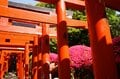 「ツツジ」満開の東京 江戸の情景に満ちた庭園を色鮮やかに染める春の絶景「根津神社」「六義園」【東京都 文京区】の画像002