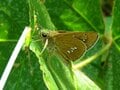 「この虫はガ？ それともチョウ？」 秋に花壇で見られる ”地味” な虫に注目【あなたのすぐそばにいる「季節の虫」の探し方 vol.11】の画像005