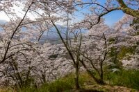 【お花見登山】「桜の花も山登り！？」 花に応援されながらハイキング！ 眼下に広がる安曇野と北アルプスの展望も最高！ 2022年＜長野県安曇野市＞