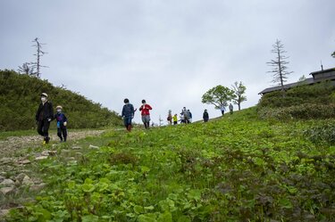 苗場スキー場の「タケノコ山」でタケノコ採り！ ＜新潟県