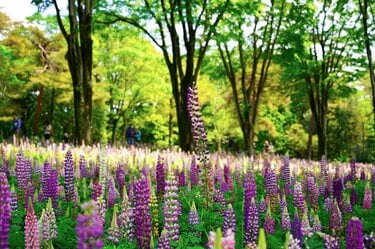 ルピナス」「ポピー」鮮やかな色彩は眩しいほどに新緑に映える絶景