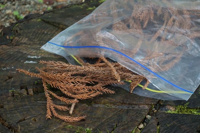 秋は “ナチュラル着火剤” 収穫のシーズン「焚き火に不可欠な自然の恵み」をガンガン拾える！【焚き火の話vol.11】の画像006