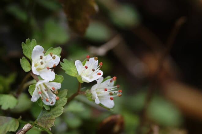 【花巡り】早春ハイキング “見頃を迎えたミツマタ” 東丹沢を埋め尽くす「黄色のポンポン」 県内最大規模の群落を楽しむ   神奈川県｜2026年の画像008