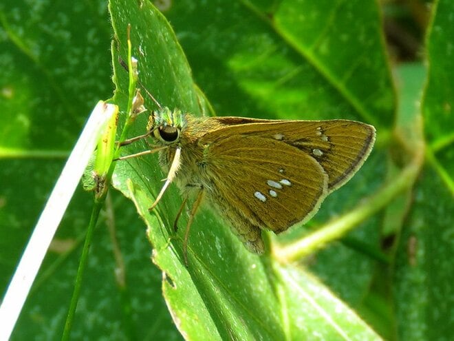 「この虫はガ？ それともチョウ？」 秋に花壇で見られる ”地味” な虫に注目【あなたのすぐそばにいる「季節の虫」の探し方 vol.11】の画像005