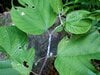 夏になると植物につく「白い綿」の正体とは？  生き物に見えない不思議な姿の虫たち【あなたのすぐそばにいる「季節の虫」の探し方 vol.8】
