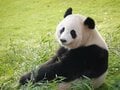 【クマを知る】「山であいたくない動物」のトップ！  クマ科の8種類を分類してみようの画像008