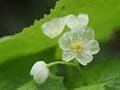 雨や霧で花弁が透き通る “スケルトンフラワー”「サンカヨウ」 梅雨時でもアクセスしやすい、往復約1時間のスポット3選！の画像008