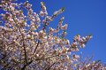 「ネモフィラ」青の絶景！  23区内最大規模の楽園「舎人公園」桜のピンクとネモフィラブルーは東京の春を彩る【東京都・足立区】の画像003