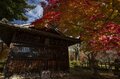 【高遠城址公園】「天下第一の桜の名所で紅葉狩り」歴史の風吹く武田信玄の城跡に輝く紅！《長野県》2022年の画像003