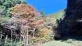 紅葉でにぎわう「高尾山エリア」ですれ違い「ゼロ」の穴場？  静かな「小下沢林道」からアクセス！ 「堂所山」登山レポの画像009