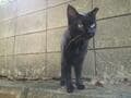 乗船35分で猫まみれ！  猫好きの楽園・北九州の離島「藍島」で出会える可愛らしい猫たちと「猫島」観光スポットの画像003