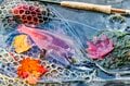 紅葉真っ盛り！  北海道・屈斜路湖でヒメマス（ベニザケ）釣りが人気【2021年・秋】の画像001