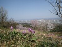 【お花見ハイキング】ヤマザクラとカタクリの共演！ 豪雪地にも遅い春がやってきた〈新潟県・上越市〉2022年