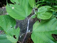 夏になると植物につく「白い綿」の正体とは？  生き物に見えない不思議な姿の虫たち【あなたのすぐそばにいる「季節の虫」の探し方 vol.8】