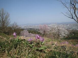【お花見ハイキング】ヤマザクラとカタクリの共演！ 豪雪地にも遅い春がやってきた〈新潟県・上越市〉2022年