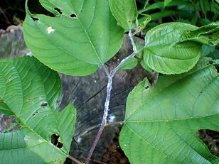 夏になると植物につく「白い綿」の正体とは？  生き物に見えない不思議な姿の虫たち【あなたのすぐそばにいる「季節の虫」の探し方 vol.8】