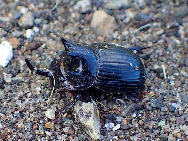 「動物の糞にきれいな虫が集まる？」キラキラ輝く虫の変わった習性とは【あなたのすぐそばにいる「季節の虫」の探し方 vol.19】の画像006