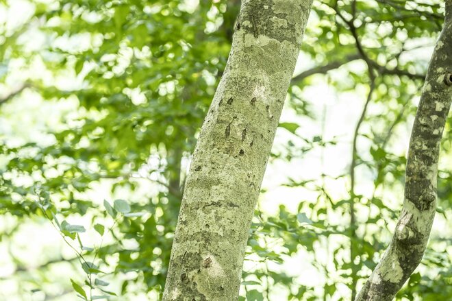 日本百名山『谷川岳』 ガイドツアーに参加してみた！「その山を知ると、登山がもっと楽しくなる」【群馬県 みなかみ町】の画像023