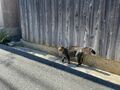 アート、ときどき島猫。直島・犬島・小豆島【「瀬戸内トリエンニャーレな旅（後編）」琉球島猫百景 vol.22〈特別編〉】の画像002