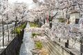 昼と夜は別世界！ 日常を忘れる石和温泉の「さくら温泉通り」の桜並木が圧巻！  山梨県笛吹市・2022年の画像001