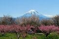 春色の濃淡を楽しむ「桜と桃」お花見スポット2選！  1日でどちらも訪問OK！  4月上旬、山梨ならではの ”特別な10日間” 体験レポート【笛吹市＆韮崎市】の画像005