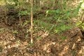 出丸の大切岸と圧巻の畝状竪堀群！  約4時間にわたる実地踏査でみた防衛遺構とは　石見国・松山城〈後編〉（島根県江津市）【戦国の山城を攻める vol.04】の画像018