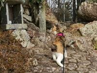 「猫もおだてりゃ山登り？」ペットの猫と一緒の山歩きに欠かせない「三種の神器」【猫の登山動画アリ】