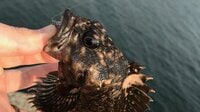 【アジング】初心者が持て余す「群れの回遊待ち」時間には「足元の根魚」狙いがおすすめ！  意外と楽しめる堤防際「ライトロック」