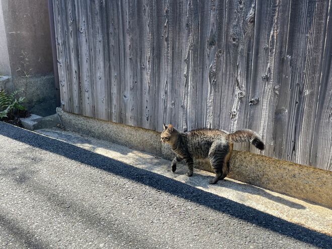 アート、ときどき島猫。直島・犬島・小豆島【「瀬戸内トリエンニャーレな旅（後編）」琉球島猫百景 vol.22〈特別編〉】の画像002