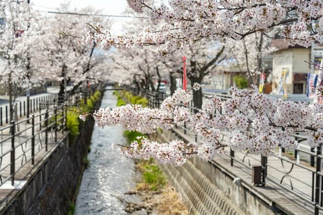 昼と夜は別世界！ 日常を忘れる石和温泉の「さくら温泉通り」の桜並木が圧巻！  山梨県笛吹市・2022年の画像001