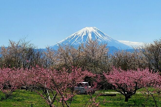 春色の濃淡を楽しむ「桜と桃」お花見スポット2選！  1日でどちらも訪問OK！  4月上旬、山梨ならではの ”特別な10日間” 体験レポート【笛吹市＆韮崎市】の画像005