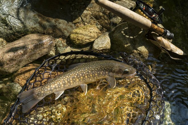 【渓流釣り】盛夏、ベスコンになった飛騨の渓へ 「蜘蛛の巣だらけだけど、尺イワナが連発！」 岐阜県・2025年の画像003
