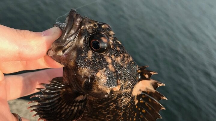 【アジング】初心者が持て余す「群れの回遊待ち」時間には「足元の根魚」狙いがおすすめ！  意外と楽しめる堤防際「ライトロック」 
