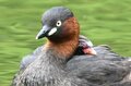 「赤ちゃんをおんぶする水鳥」 激萌え赤ちゃんに胸キュン！  都市公園の池でイクメンも大奮闘  2024年【東京都】の画像008