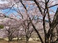 「開花ピーク直前！」高遠城址公園だけじゃない！ 南アルプスの麓のおすすめ桜スポット4選【長野県伊那市】の画像005
