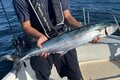 「夏から秋」が本格シーズン「バツグンの釣り心地」で食べても美味い！  人気急上昇「サワラキャスティング」攻略のためのキーポイントの画像008